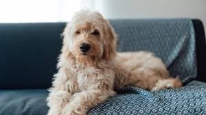 Is a Goldendoodle High Maintenance?