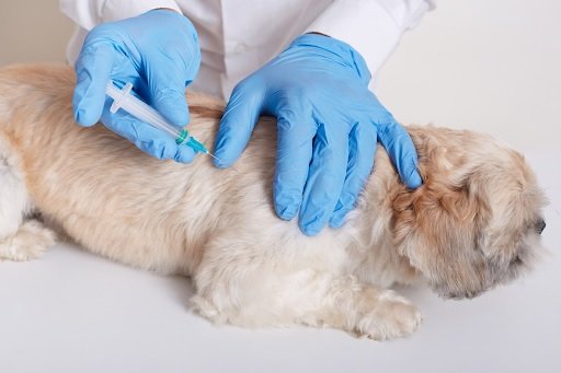 Comprehensive Guide to Dog Vaccination in Singapore: Protect Your Pet’s Health